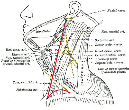 Side of neck, showing chief surface markings.