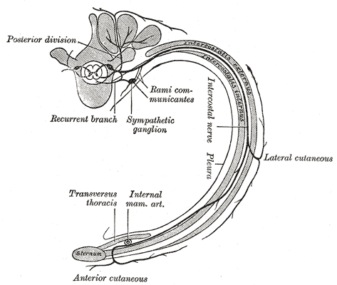 Diagram of the course and branches of a typical intercostal nerve.
