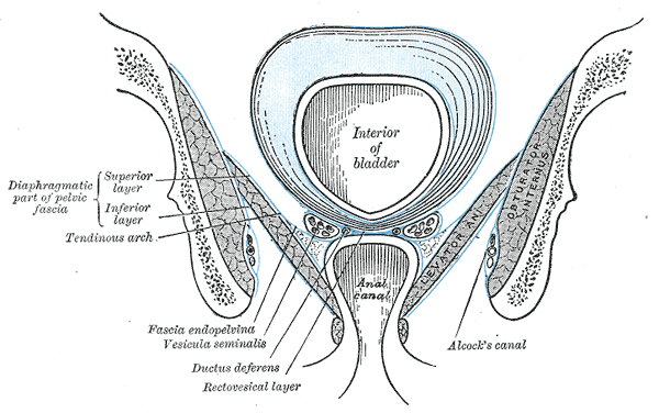 Coronal section of pelvis, showing arrangement of fasciæ. Viewed from behind.