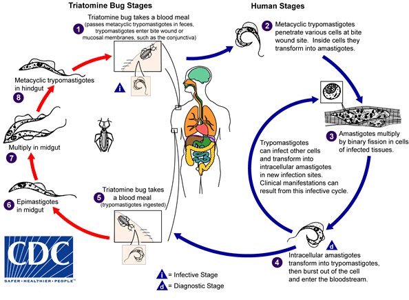 Life cycle of Trypanosoma cruzi Adapted from CDC