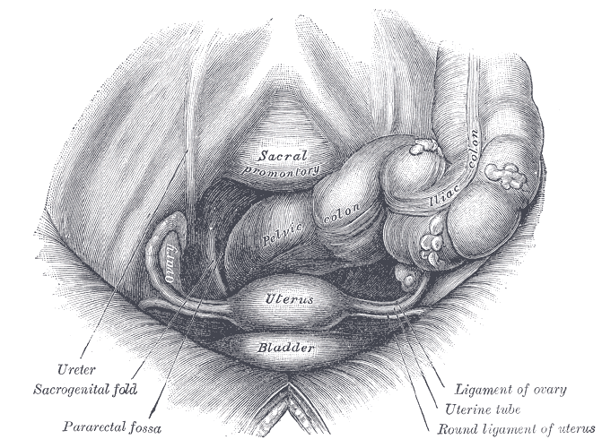 Female pelvis and its contents, seen from above and in front.