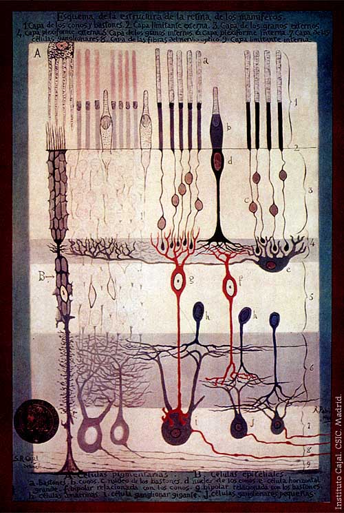 From "Structure of the Mammalian Retina" Madrid, 1900.