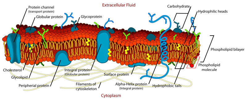Cell membrane detailed diagram.svg