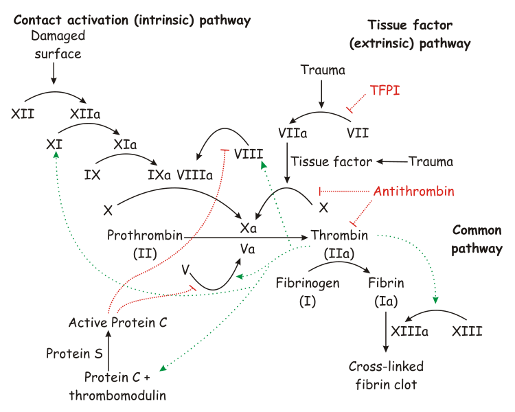 Schematic diagram of the blood coagulation (thrombin; left) and protein C (right) pathways. In the blood coagulation pathway, thrombin acts to convert factor Xi to XIa, VIII to VIIIa, V to Va, fibrinogen to fibrin. In addition, thrombin promotes platelet activation and aggregation via activation of protease-activated receptors on the cell membrane of the platelet. Thrombin also cross over into the protein C pathway by converting protein C into APC. APC in turn converts factor V into Vi, and VIIIa into VIIIi. Finally APC activates PAR-1 and EPCR.