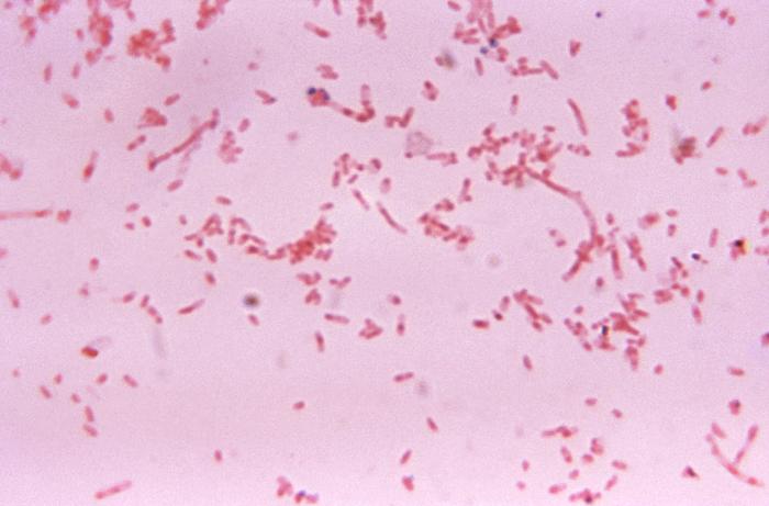 Fusobacterium novum after being cultured in a thioglycollate medium for 48 hours. From Public Health Image Library (PHIL). [10]