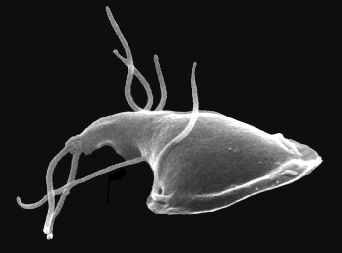 SEM depicts the dorsal surface of a Giardia protozoan, isolated from a rat’s intestine. From Public Health Image Library (PHIL). [1]