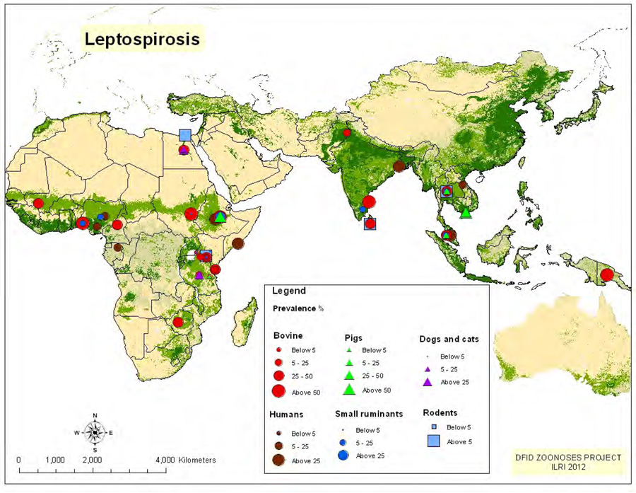 File:Leptospirosis geographical distribution.jpg