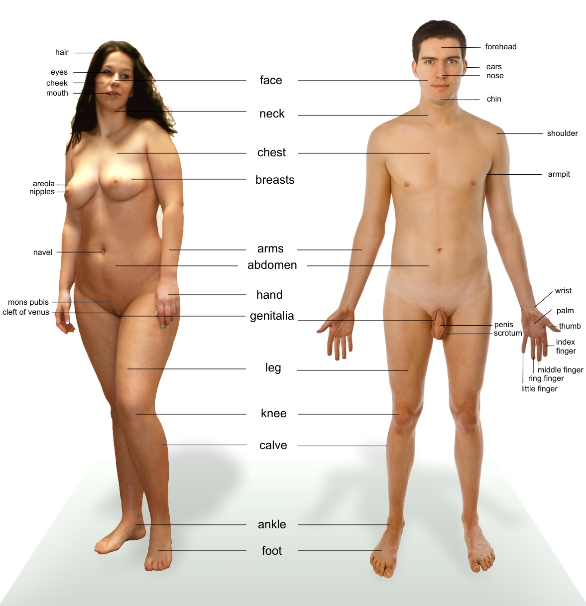 File:Human anatomy.jpg