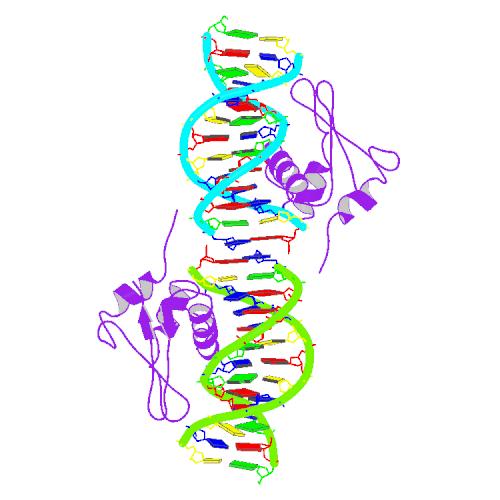 File:PBB Protein IRF1 image.jpg