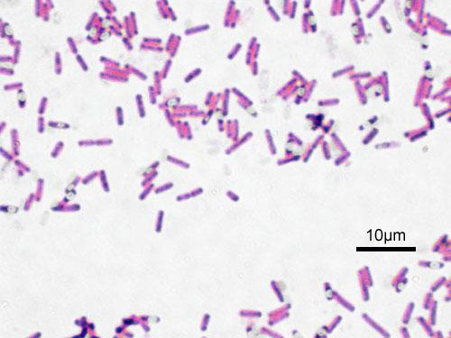 Bacillus subtilis, Gram stained