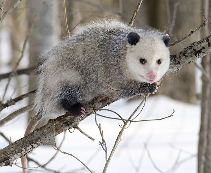 File:Opossum 04 13 2007.jpg