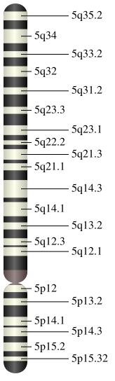 Chromosome 5