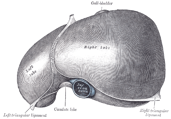 View of the superior ("top") surface from Gray's Anatomy (1918)
