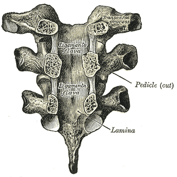 Vertebral arches of three thoracic vertebræ viewed from the front.