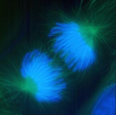 Anaphase: Lengthening nonkinetochore microtubules push the two sets of chromosomes further apart.
