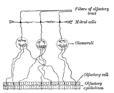 Plan of olfactory neurons.