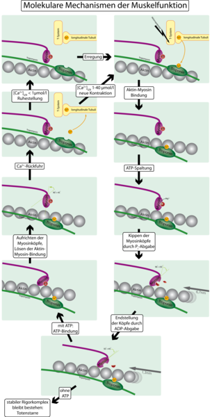 Molecular mechanisms of muscular function