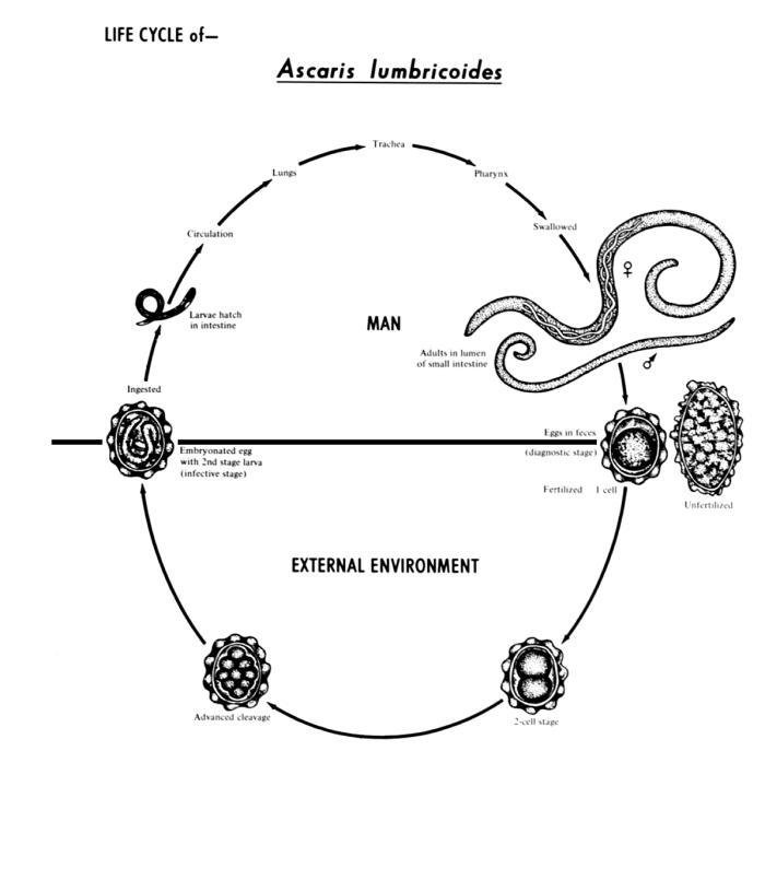 This diagram depicts the various stages in the life cycle of the intestinal roundworm nematode Ascaris lumbricoides. From Public Health Image Library (PHIL). [1]