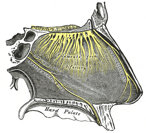 Nerves of septum of nose. Right side.