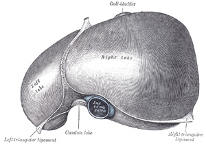 View of Liver from the top