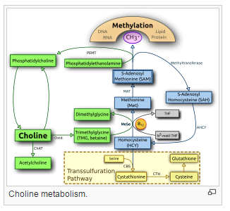 File:Choline Metabolism.png