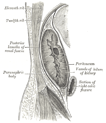 Sagittal section through posterior abdominal wall, showing the relations of the capsule of the kidney.