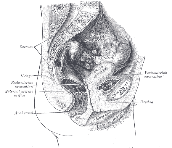 Median sagittal section of female pelvis.