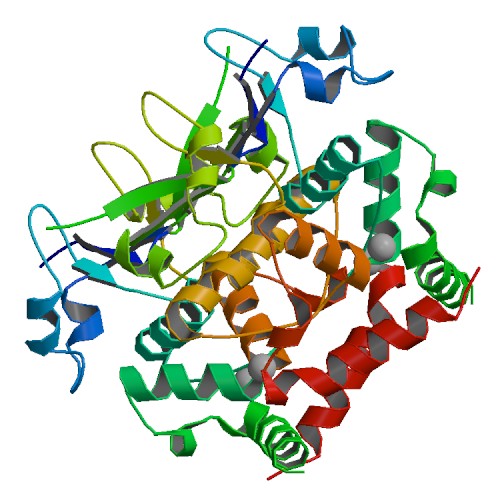 File:PBB Protein KCND3 image.jpg
