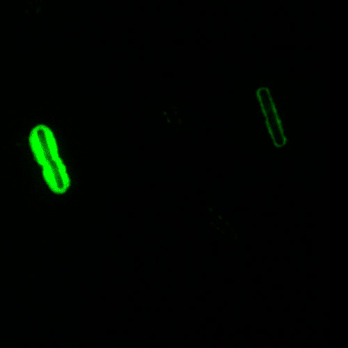 "B. anthracis Direct Fluorescent Antibody (DFA) cell wall stain.”Adapted from Public Health Image Library (PHIL), Centers for Disease Control and Prevention.[21]