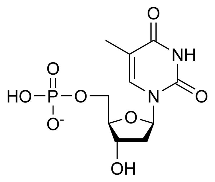 Chemical structure of thymidine monophosphate