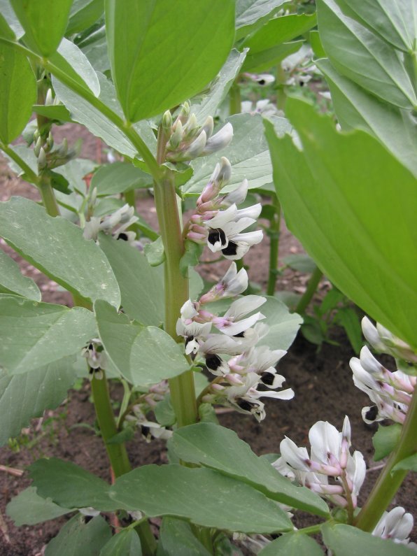 Vicia faba plants in flower