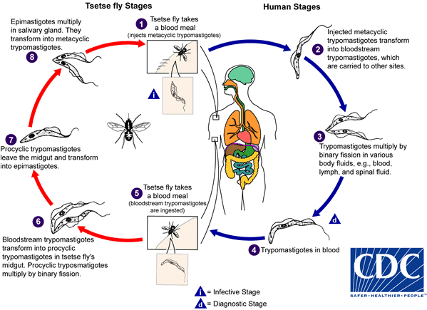 During a blood meal on the mammalian host, an infected tsetse fly (genus Glossina) injects metacyclic trypomastigotes into skin tissue. The parasites enter the lymphatic system and pass into the bloodstream (1). Inside the host, they transform into bloodstream trypomastigotes (2), are carried to other sites throughout the body, reach other blood fluids (e.g., lymph, spinal fluid), and continue the replication by binary fission (3). The entire life cycle of African trypanosomes is represented by extracellular stages. The tsetse fly becomes infected with bloodstream trypomastigotes when taking a blood meal on an infected mammalian host (4),(5)). In the fly’s midgut, the parasites transform into procyclic trypomastigotes, multiply by binary fission (6), leave the midgut, and transform into epimastigotes (7) . The epimastigotes reach the fly’s salivary glands and continue multiplication by binary fission (8). The cycle in the fly takes approximately 3 weeks. Humans are the main reservoir for Trypanosoma brucei gambiense, but this species can also be found in animals. Wild game animals are the main reservoir of T. b. rhodesiense. Adapted from CDC