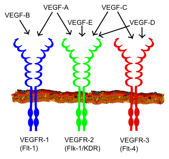 File:VEGF receptors.png