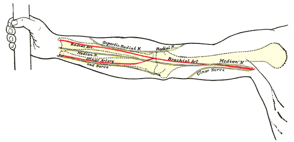 Front of right upper extremity, showing surface markings for bones, arteries, and nerves.