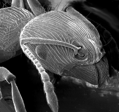 SEM image of an ant head.
