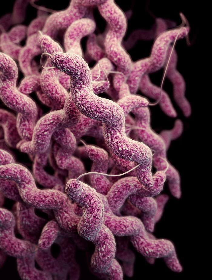 3D computer-generated image of a cluster of drug-resistant Campylobacter bacteria. From Public Health Image Library (PHIL). [12]