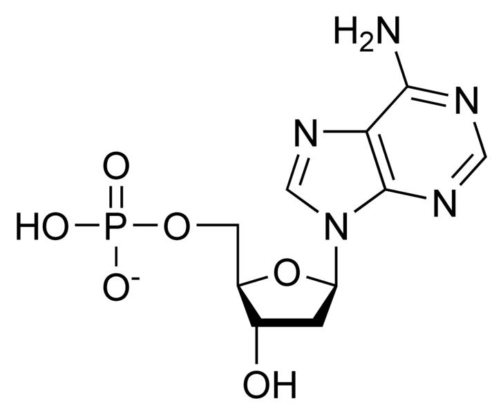 Chemical structure of deoxyadenosine monophosphate