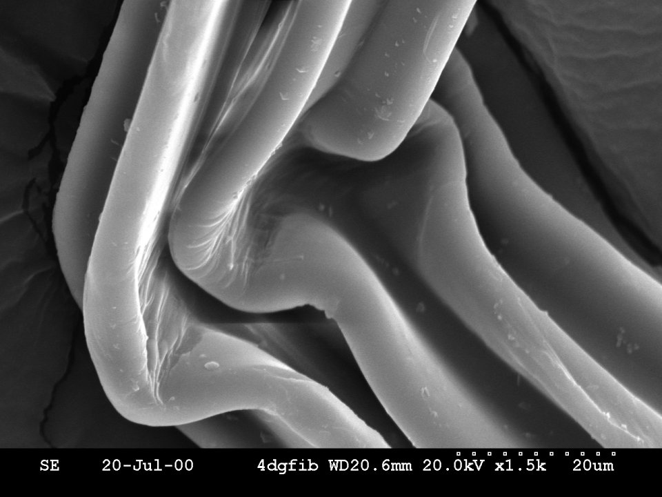 SEM picture of a bend in a seven-lobed polyester fiber. Note dotted line equals 20 micrometers.