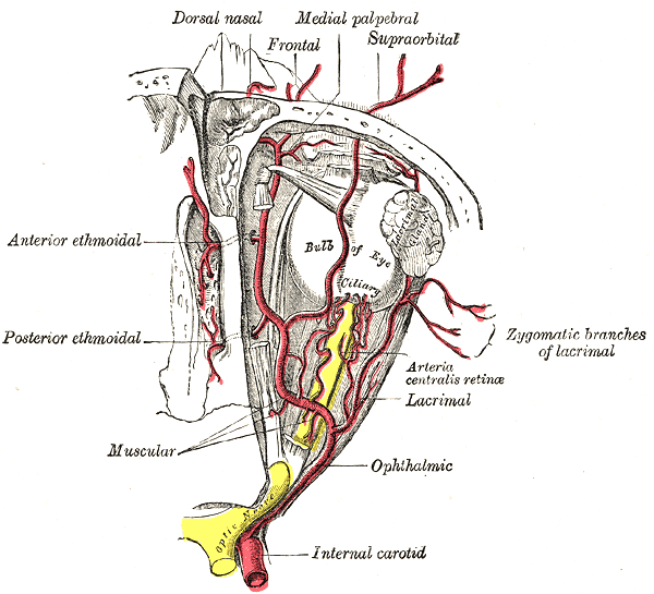 The ophthalmic artery and its branches. (optic nerve is yellow)