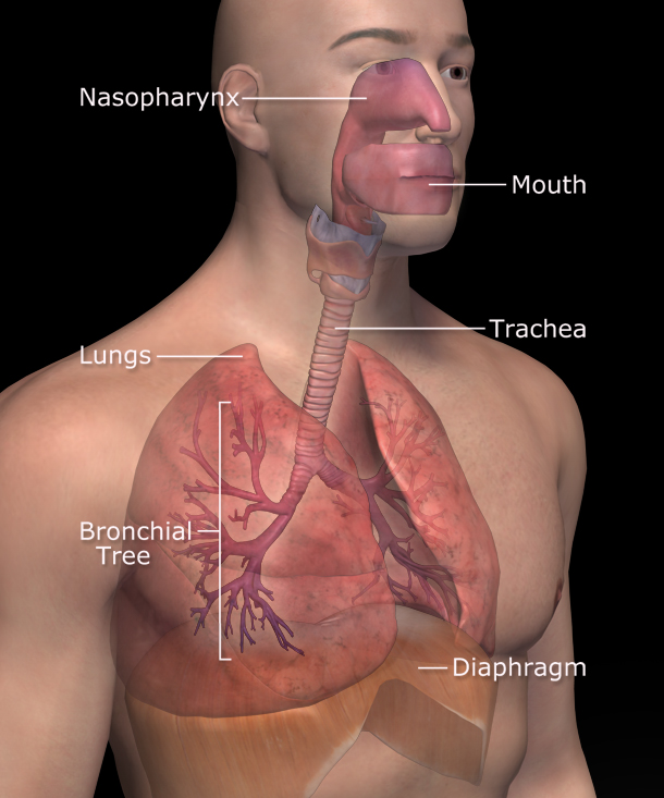 Respiratory system - wikidoc