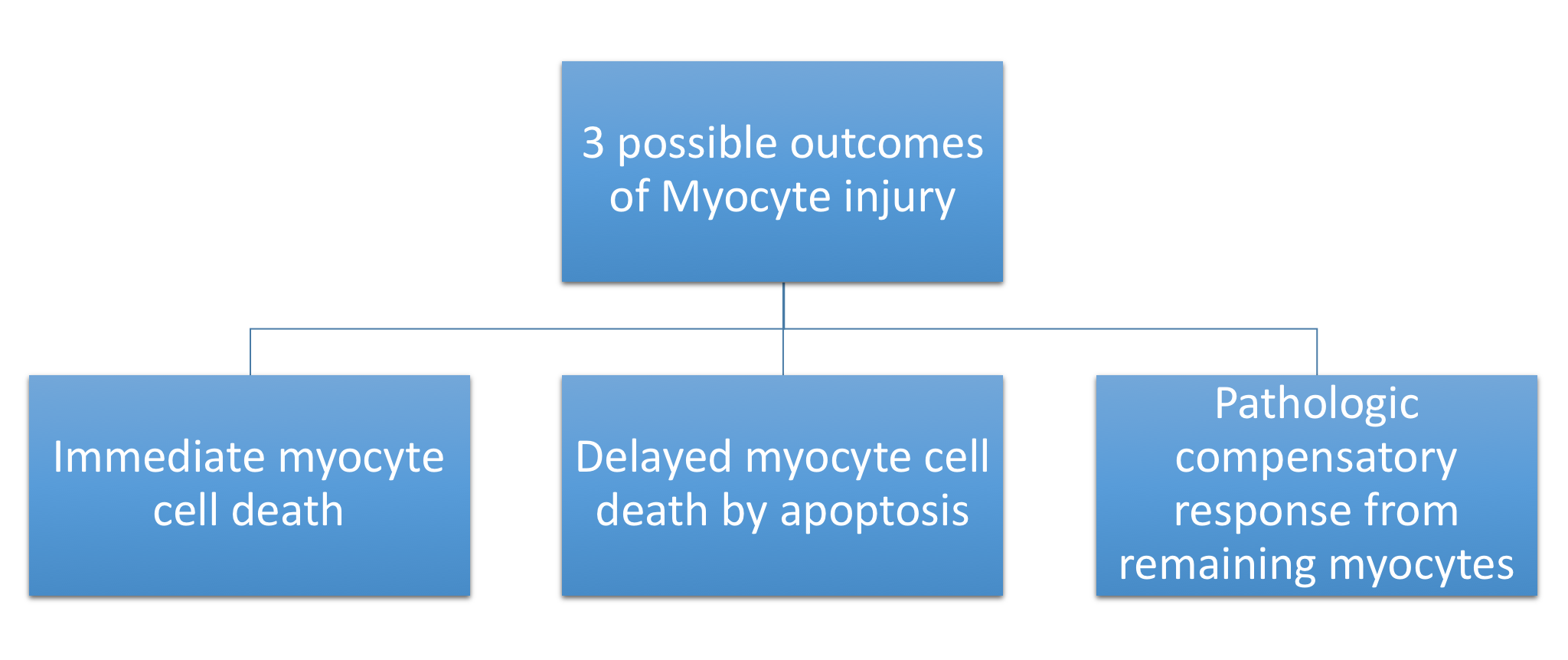 Figure 2. Consequences of insult to cardiac myocytes at a cellular level.
