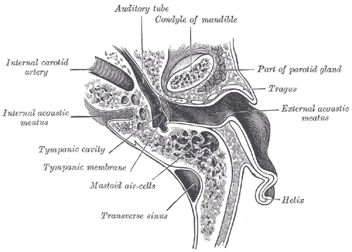 Horizontal section through left ear; upper half of section.