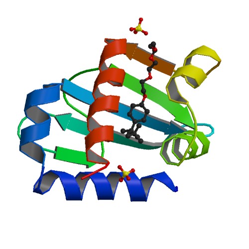 File:PBB Protein HSD17B4 image.jpg