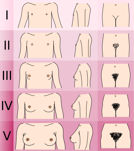 File:462px-Tanner scale-female.svg.png