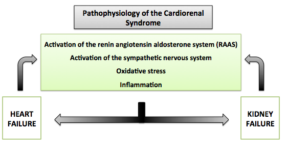 The bidirectional relationship between the heart and kidneys in the pathophysiology of the cardiorenal syndrome.