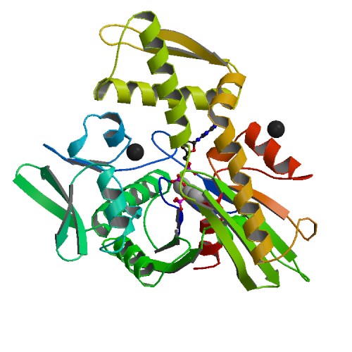 File:PBB Protein HSPA2 image.jpg