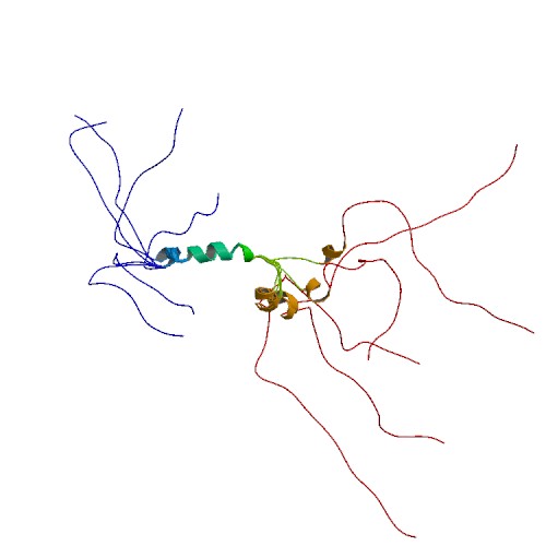 File:PBB Protein KCNA4 image.jpg