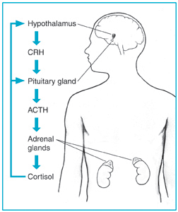 File:Cortisol production.jpg