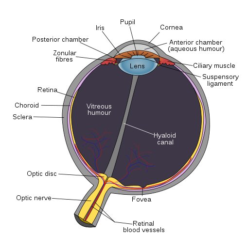 File:Schematic diagram of the human eye en.jpg