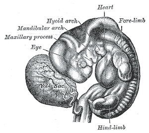 Human embryo from thirty-one to thirty-four days.